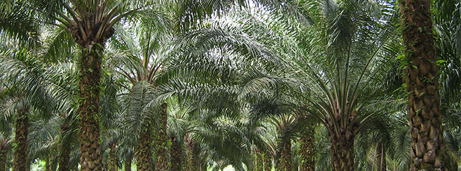 oil-palm